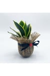 Petit Gift Mini Sansevieria (paşa Kılıcı Bitkisi) Çiçek Tasarımı