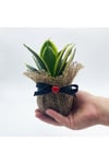Petit Gift Mini Sansevieria (paşa Kılıcı Bitkisi) Çiçek Tasarımı