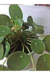 Pilea 15 Cm Yavrulu
