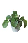 Pilea 15 Cm Yavrulu