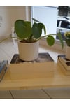 Pilea Beyaz Saksi