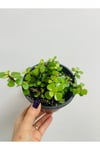 Portulacaria Afra