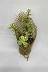 Portulacaria Afra Variegata Sukulent