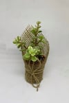 Portulacaria Afra Variegata Sukulent