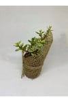 Portulacaria Afra Variegata Sukulent