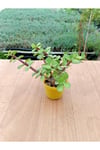Portulacaria Afra Variegata Yeşil Fil Azığı Sukulent 5,5 Cm Saksıda