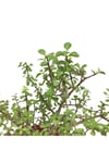 Portulacarıa Afra - Yeşim Ağacı (fil Azığı) Çok Dallı