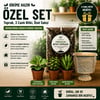 Premium Dikime Hazır Bitki Seti | Toprak, 3 Canlı Bitki ve Dekoratif Saksı 2