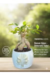 Premium Gold Çift Yüz Figürlü Dekoratif Saksıda Canlı Ficus Bonsai Ağacı - Ev ve Ofis Hediyesi