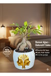 Premium Gold Çift Yüz Figürlü Dekoratif Saksıda Canlı Ficus Bonsai Ağacı - Ev ve Ofis Hediyesi