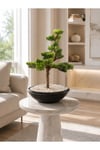 Premium Yapay Bonsai Ağacı | El Yapımı Görünümlü Dekoratif Saksı da