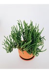 Prenses Çamı / Crassula Muscosa / Sukulent
