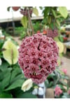 Pudra Renkli Mum Çiçeği Fidanı 10-20 cm