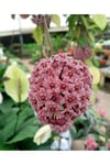 Pudra Renkli Mum Çiçeği Fidanı 10-20 cm