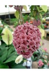 Pudra Renkli Mum Çiçeği Fidanı 10-20 cm