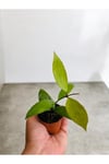 Pudra Renkli Mum Çiçeği Fidanı 10-20 cm