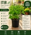 Royal Mis Kokulu Itır Bitkisi (Pelargonium graveolens)