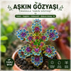 Saksıda Aşkın Gözyaşı Çiçeği