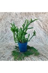 Saksıda Crassula Muscosa Prenses Çamı Sukulent