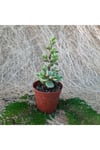Saksıda Crassula Portulaca Afra Sukulent