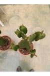 Saksıda Euphorbia İngens Cüce Bitkisi - Kaktüs