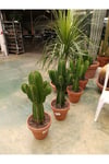 Saksıda Euphorbia İngens Cüce Bitkisi - Kaktüs