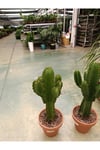Saksıda Euphorbia İngens Cüce Bitkisi - Kaktüs