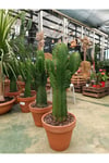 Saksıda Euphorbia İngens Cüce Bitkisi - Kaktüs