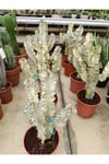 Saksıda Euphorbia Marmorata Bitkisi