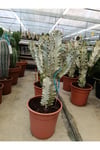 Saksıda Euphorbia Marmorata Bitkisi