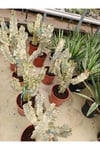 Saksıda Euphorbia Marmorata Bitkisi