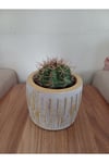 Saksıda Melo Kaktüs 14cm Çap