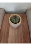 Saksıda Melo Kaktüs 14cm Çap