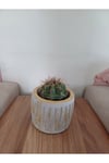 Saksıda Melo Kaktüs 14cm Çap