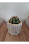 Saksıda Melo Kaktüs 14cm Çap
