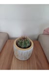 Saksıda Melo Kaktüs 14cm Çap