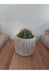Saksıda Melo Kaktüs 14cm Çap