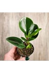 Saksıda Peperomia Umut Bitkisi