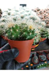 Saksılı Echinocactus Grusonii Cactus - Altın Fıçı Kaktüs (5.5 Luk Saksıda)