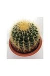 Saksılı Echinocactus Grusonii Cactus - Altın Fıçı Kaktüs (5.5 Luk Saksıda)