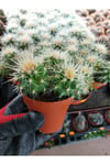 Saksılı Echinocactus Grusonii Cactus - Altın Fıçı Kaktüs (5.5 Luk Saksıda)