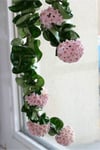 Saksılı Mum Çiçeği Fidanı ( 14 Cm'lik Saksıda) Hoya Carnosa Tri Colour 3 Renkli
