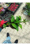 Saksılı Mum Çiçeği Fidanı ( 14 Cm'lik Saksıda) Hoya Carnosa Tri Colour 3 Renkli