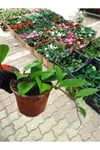 Saksılı Mum Çiçeği Fidanı ( 14 Cm'lik Saksıda) Hoya Carnosa Tri Colour 3 Renkli