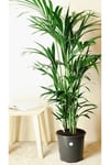 Salon Bitkileri Areka Palmiyesi Ev Ofis Salon Bitkisi 100-120cm Areca100