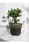 Şans ağacı bonsai