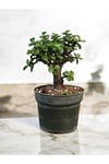 Şans ağacı bonsai