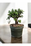 Şans ağacı bonsai