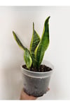 Sanseveria (Paşa Kılıcı)