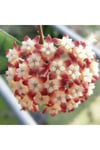 Şarap Kırmızısı Yıldız Mum Çiçeği (Hoya carnosa 'Rubra Stellata')